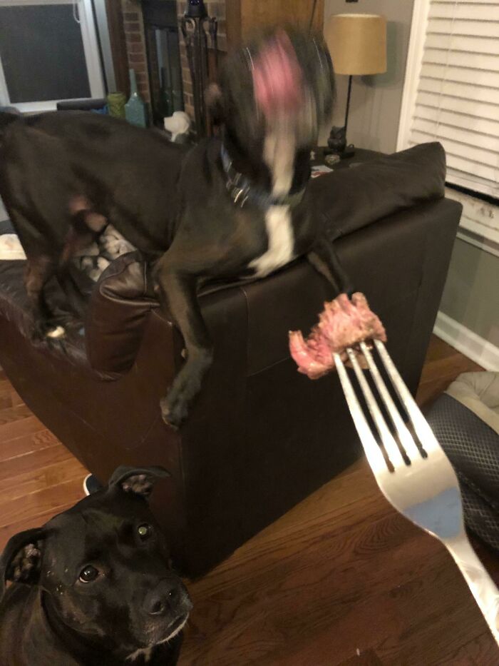 Blurry Picture Of A Dog