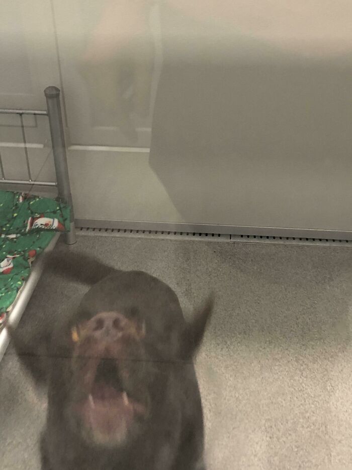 Blurry Picture Of A Dog