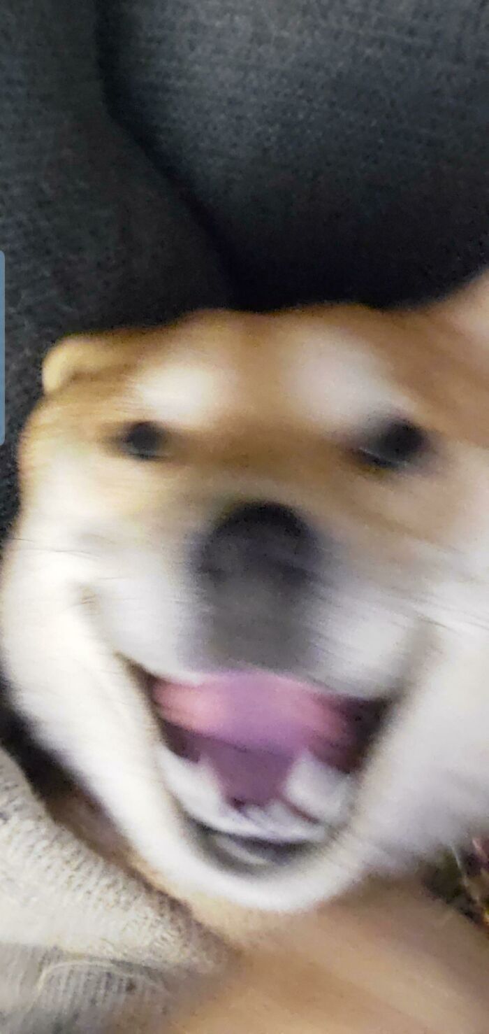 Blurry Picture Of A Dog