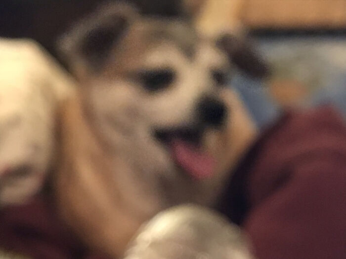 Blurry Picture Of A Dog