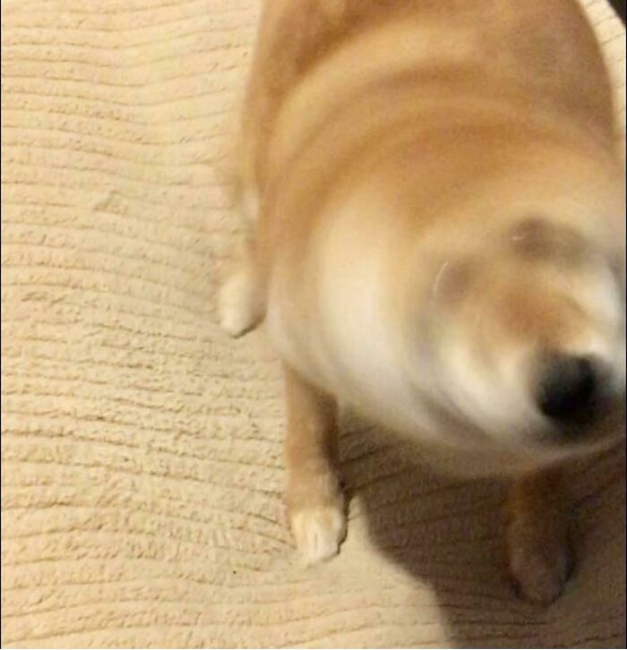 Blurry Picture Of A Dog