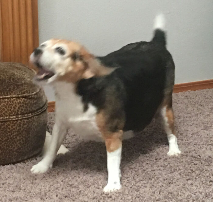 Blurry Picture Of A Dog