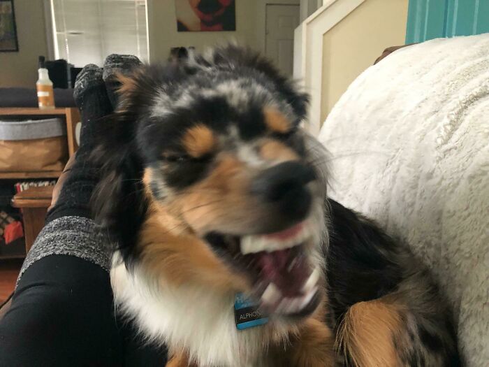 Blurry Picture Of A Dog