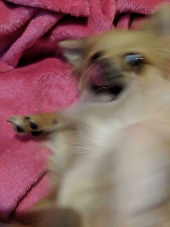 Blurry Picture Of Dog