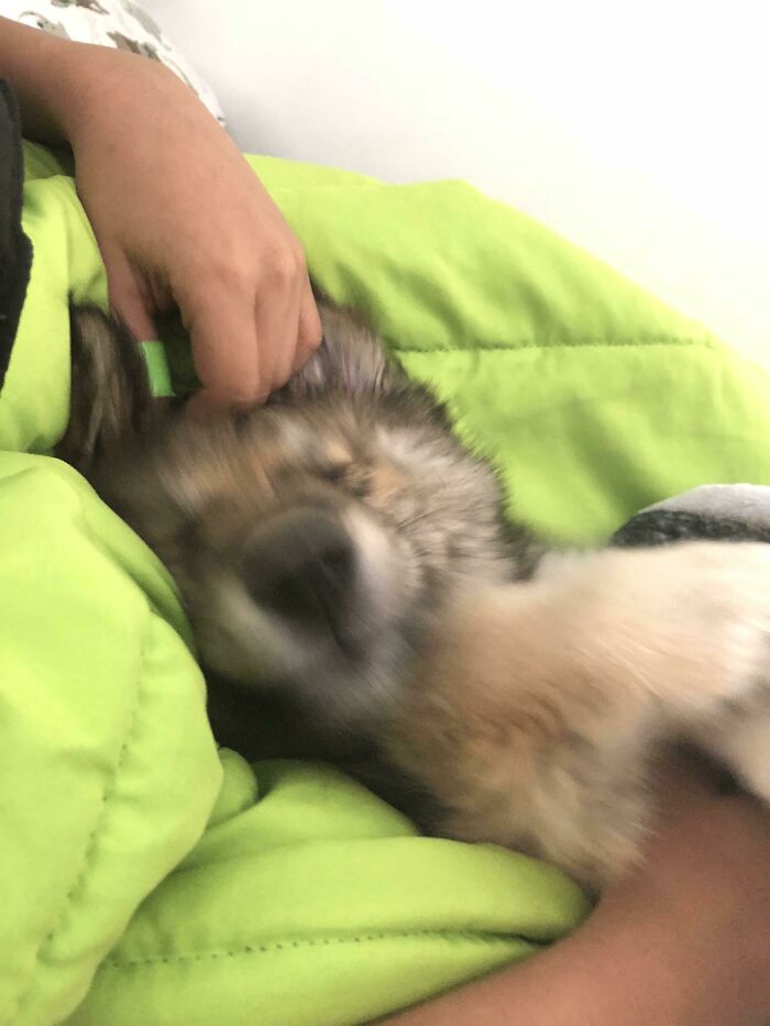 Blurry Picture Of A Dog