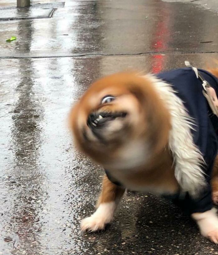 Blurry Picture Of A Dog