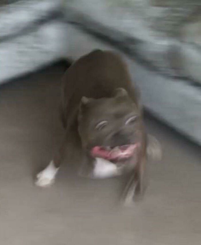 Blurry Picture Of A Dog