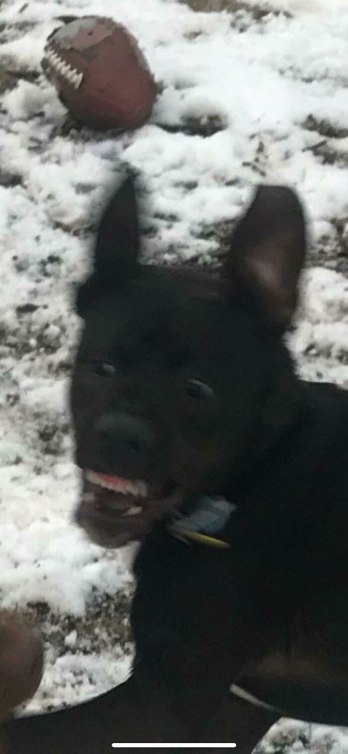 A Blurry Picture Of A Dog