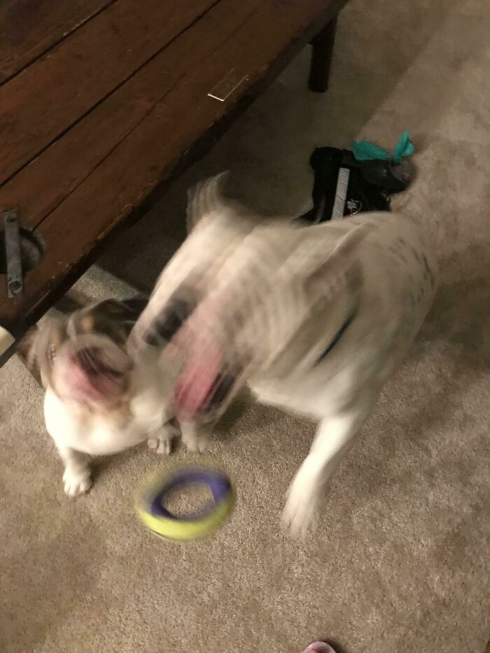 Blurry Picture Of A Dog