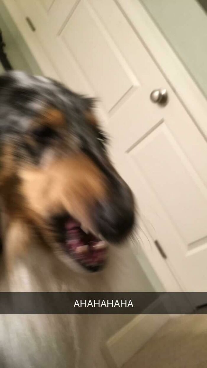 Blurry Picture Of A Dog