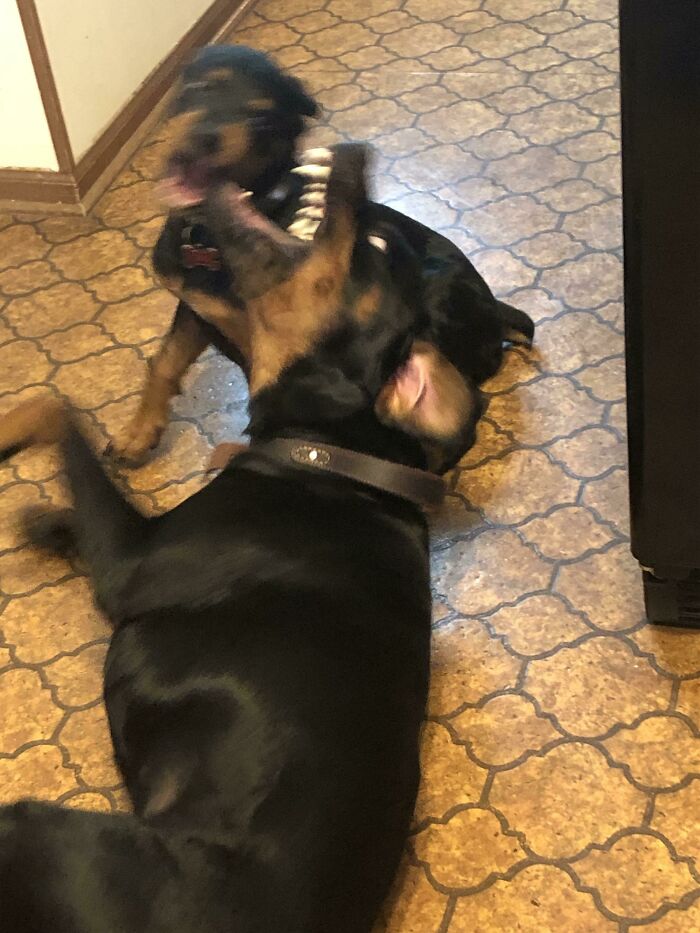 Blurry Picture Of Dogs