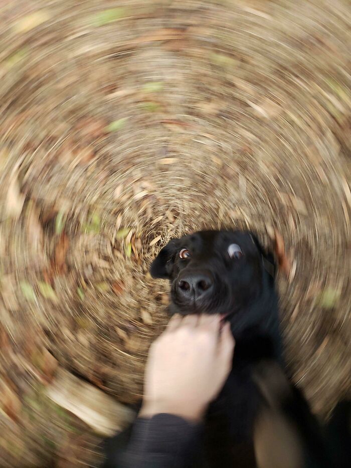 Blurry Picture Of A Dog