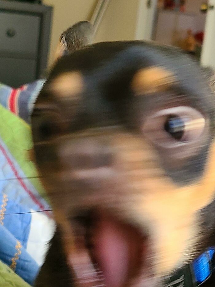 Blurry Picture Of A Dog