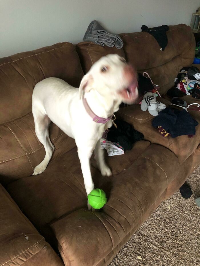 Blurry Picture Of A Dog