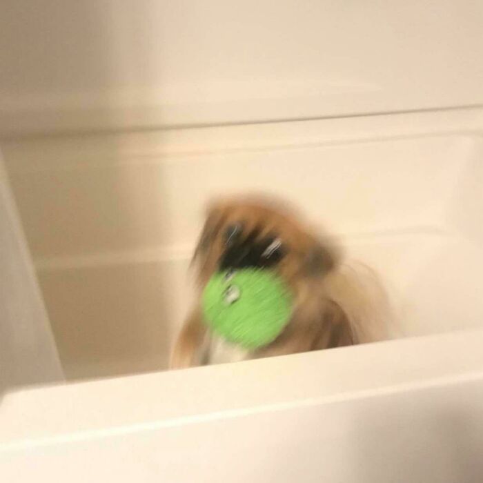 Blurry Picture Of A Dog