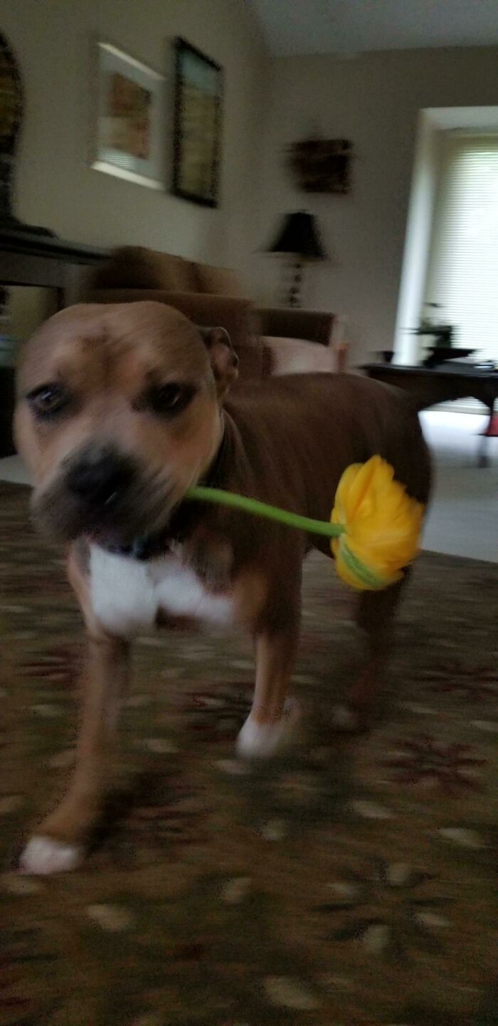 Blurry Picture Of A Dog