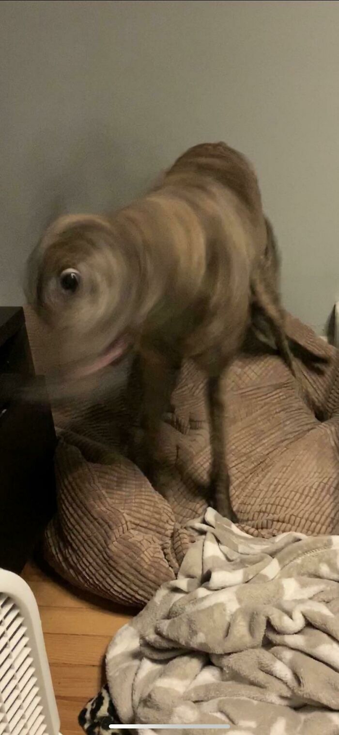 Blurry Picture Of A Dog