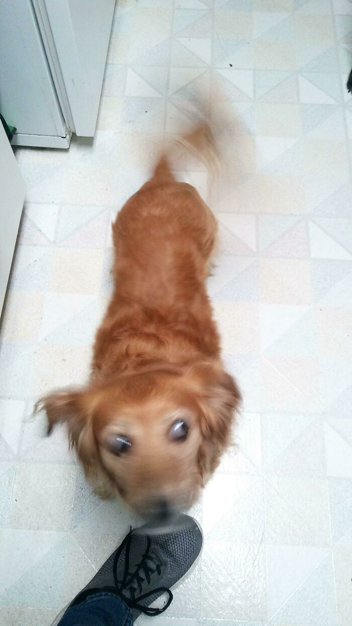 Blurry Picture Of A Dog