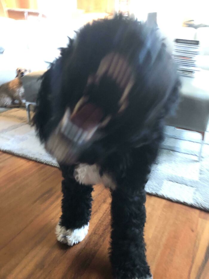 Blurry Picture Of A Dog