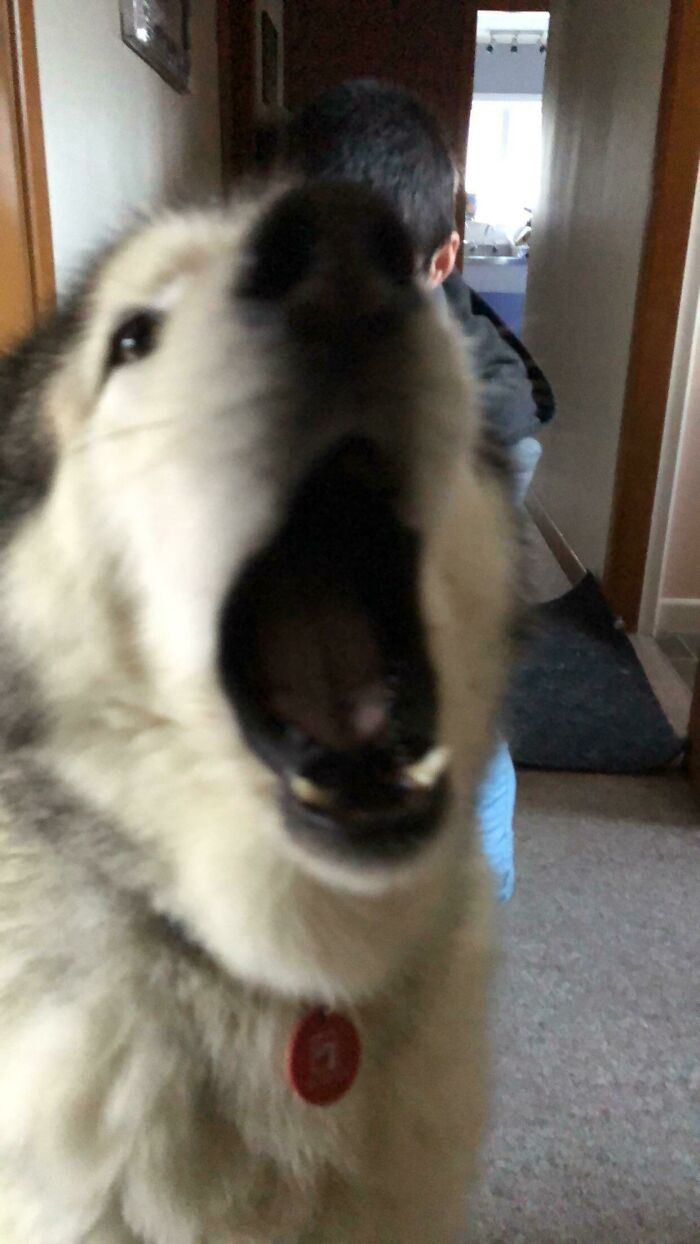 Blurry Picture Of A Dog