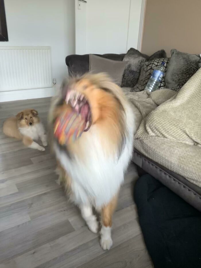 Blurry Picture Of A Dog