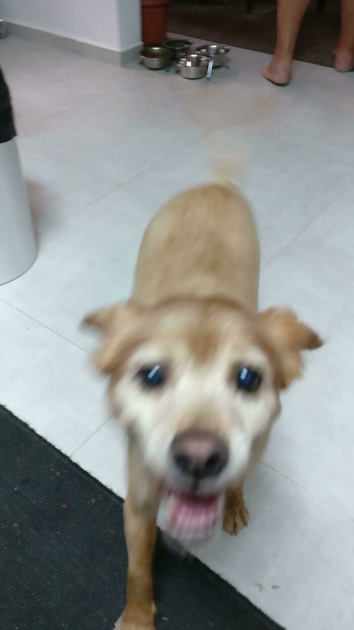 Blurry Picture Of Dog