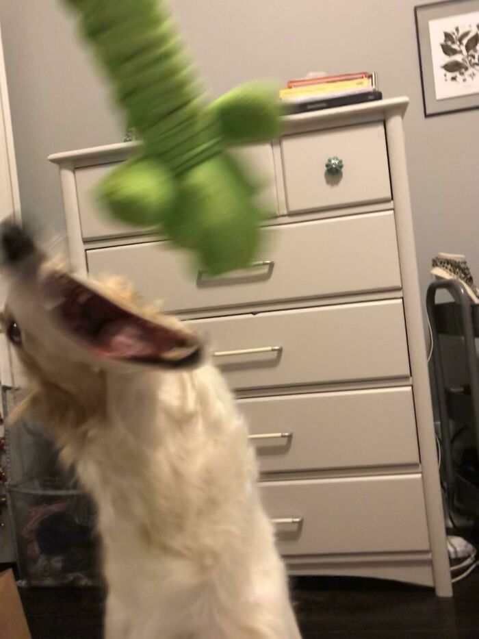 Blurry Picture Of A Dog