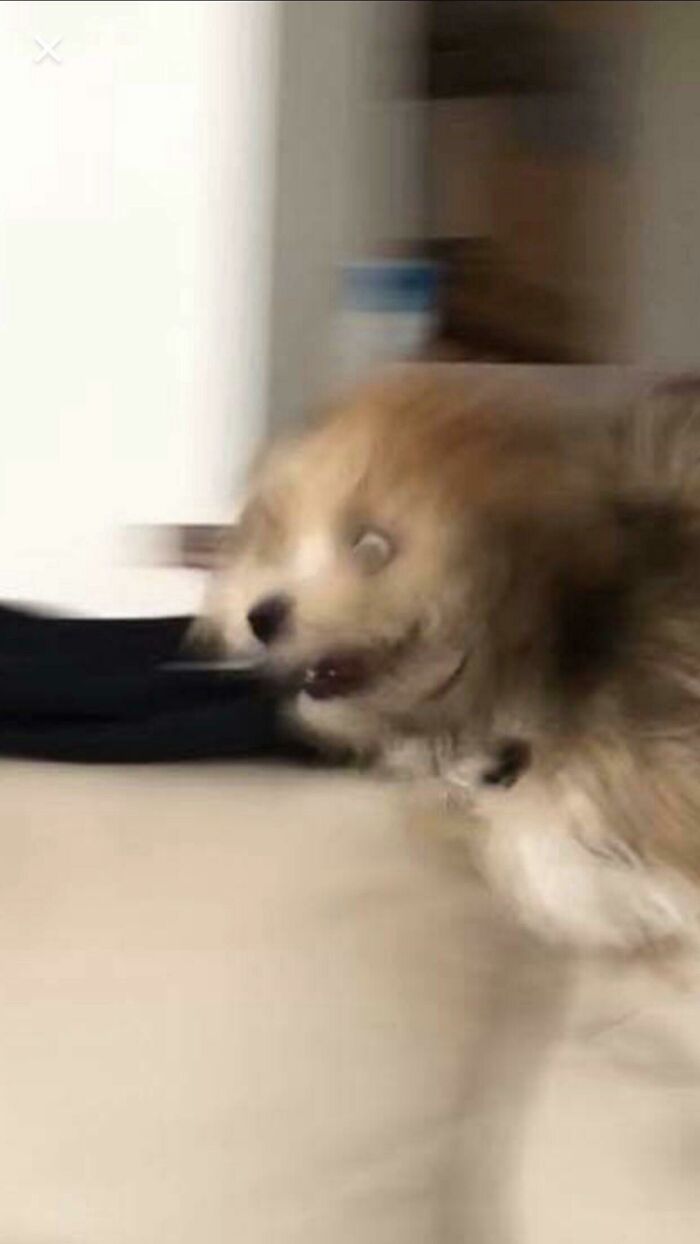 Blurry Picture Of A Dog