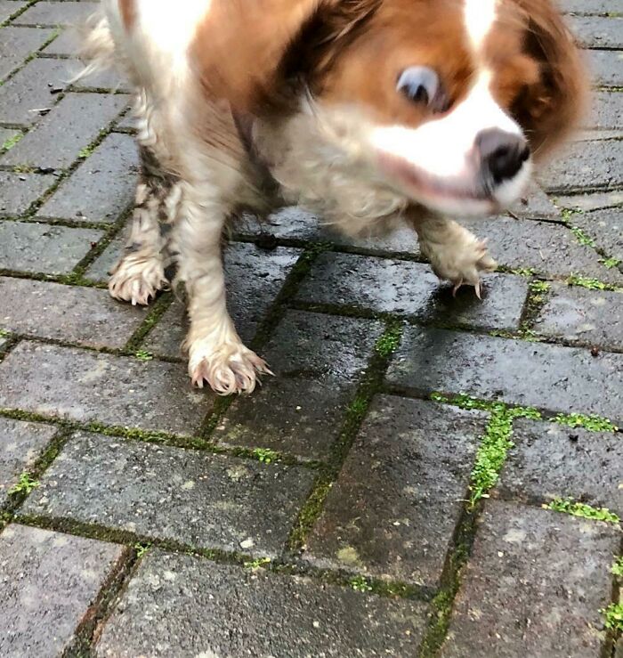 Blurry Picture Of A Dog