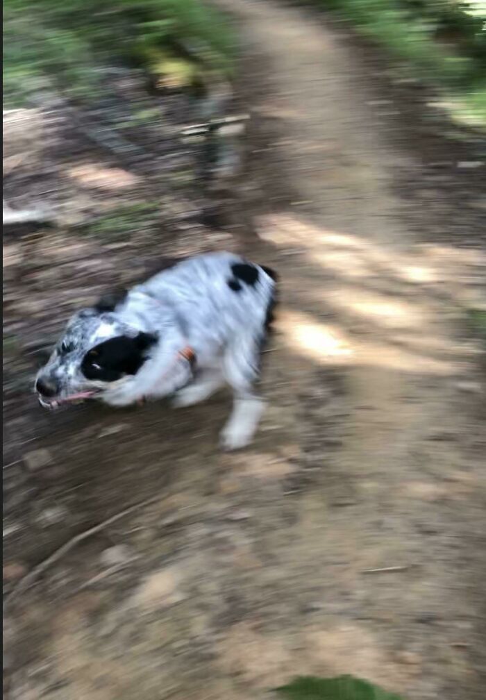 Blurry Picture Of A Dog