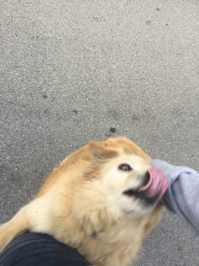 Blurry Picture Of A Dog