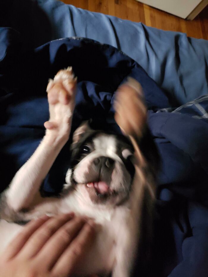 Blurry Picture Of A Dog