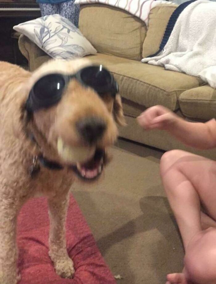 Blurry Picture Of Dog