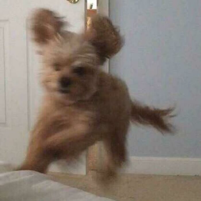 A Blurry Picture Of A Dog