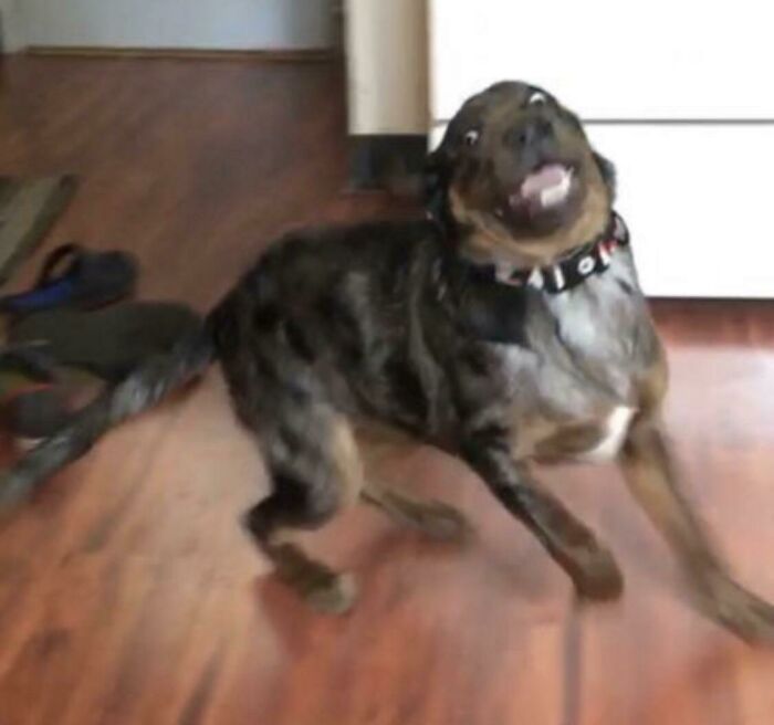 Blurry Picture Of A Dog