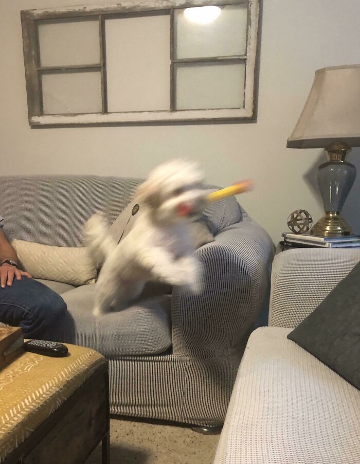 Blurry Picture Of A Dog