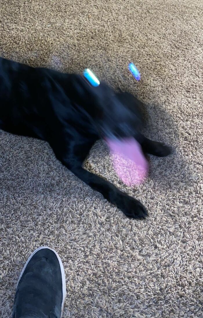 Blurry Picture Of A Dog