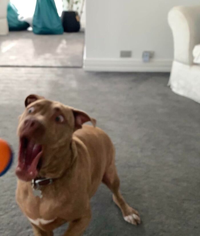 Blurry Picture Of A Dog