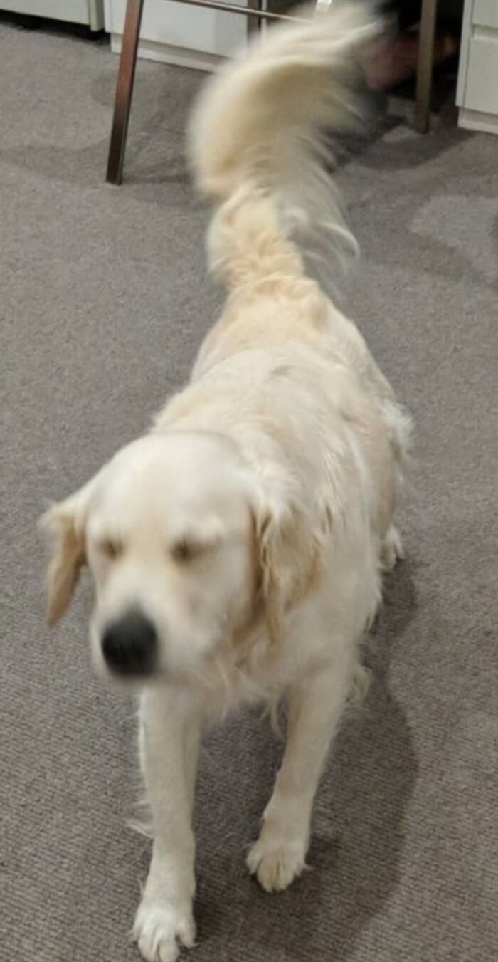 Blurry Picture Of Dog