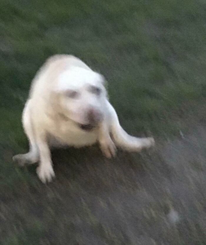 Blurry Picture Of A Dog