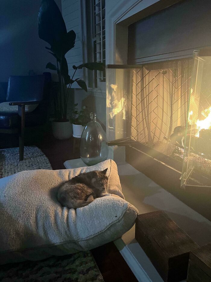 A cat sleeps on a pillow by the fireplace, resembling a serene scene from Renaissance paintings.