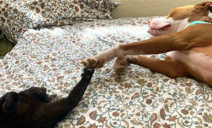 Cat and dog on a floral bedspread, reaching paws towards each other, resembling a Renaissance painting.