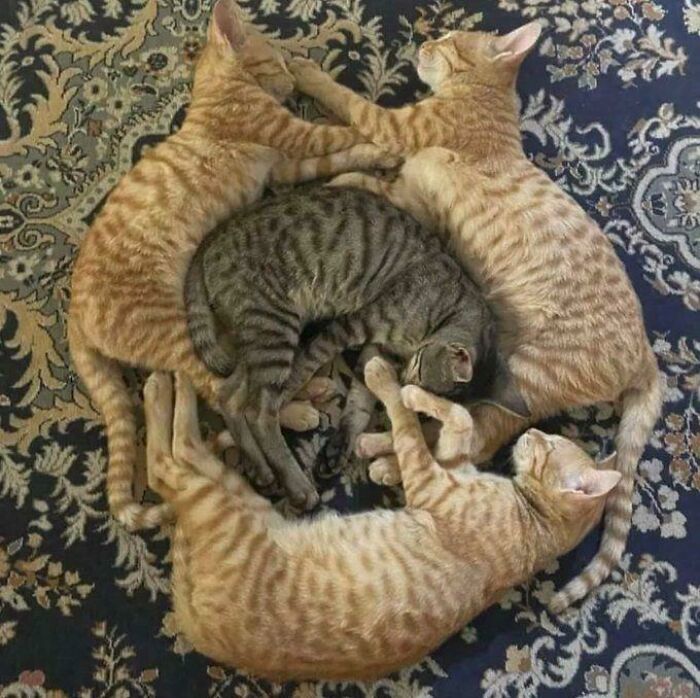 Cats arranged in a circle resembling a Renaissance painting on a patterned rug.