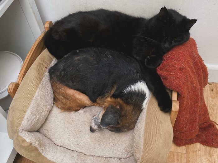 We Have Three Identical Beds, But This Pair Won’t Stop Arguing Over This Particular One And Refuse To Let Each Other Be Comfortable In It