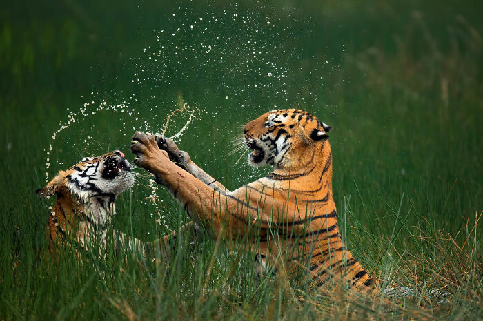 Grand Prize Winner: Bengal Tigers By Mangesh Ratnakar Desai