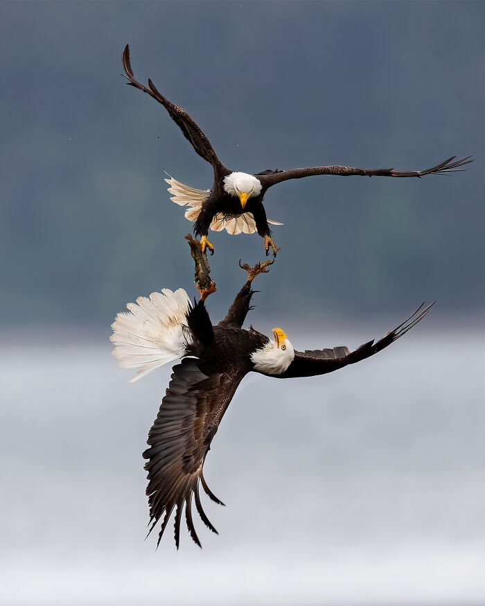 Birds: Highly Honored - Bald Eagle Fight By Michael Despines