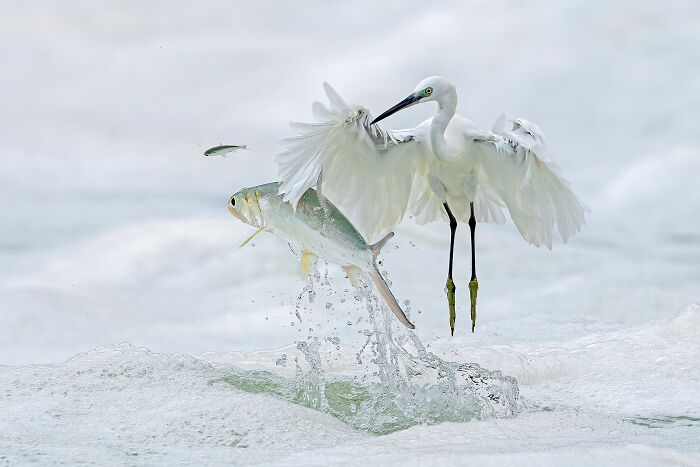 Birds: Winner - Egret And Ladyfish By Xiaoping Lin