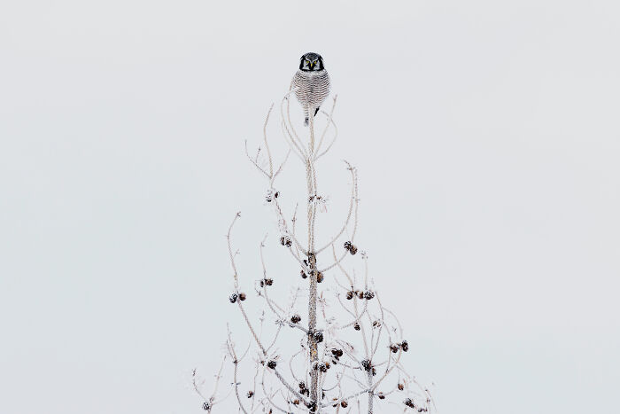 Birds: Highly Honored - Northern Hawk Owl By Liron Gertsman