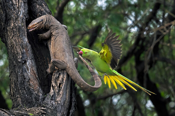 Birds: Highly Honored - Parakeet Biting Monitor Lizard By Hira Punjabi