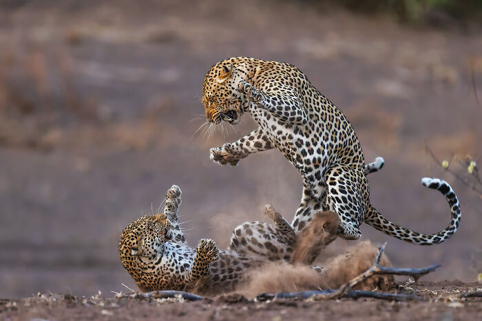 Wildlife: Winnner - African Leopard Fight By Kevin Dooley